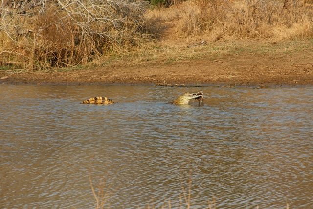 Coccodrillo