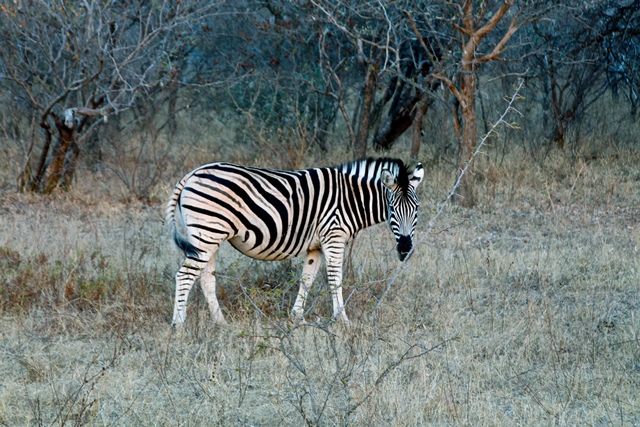 Zebra