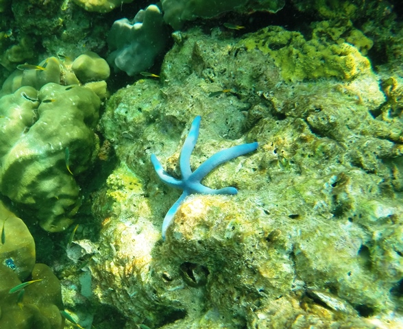 Stella Marina alle PhiPhi Island