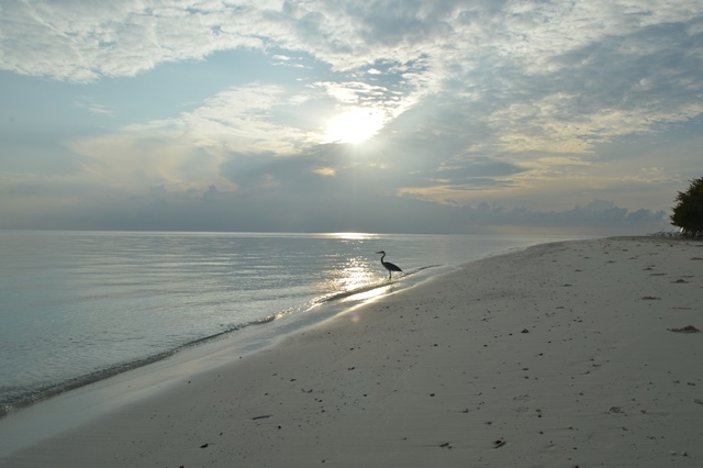 airone sulla spiaggia maldive