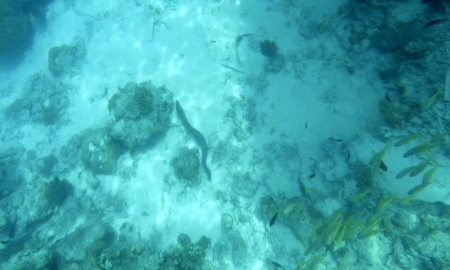 murena barriera corallina maldive