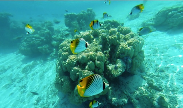 Maldive a Pasqua: Atollo Male Sud - Journeydraft - pesci barriera corallina maldive