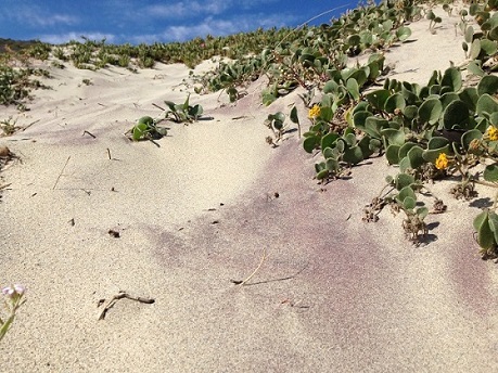 Pacific Coast Highway - Journeydraft - PfeifferBeach