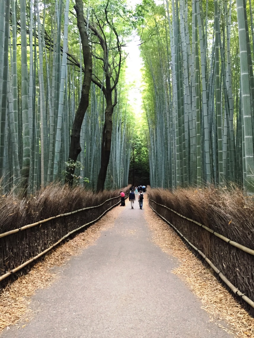 Giappone - Kyoto - Journeydraft - KyotoBambooForest