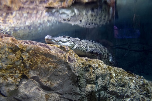 Dubai, cosa vedere e cosa fare - Journeydraft - Dubai Underwater Zoo