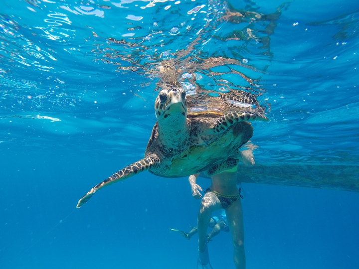 Seychelles: La Digue, le spiagge più belle - Journeydraft - TartarugaSisterIsland