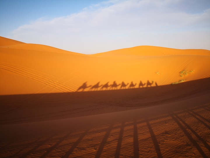 deserto con dromedario - Journeydraft